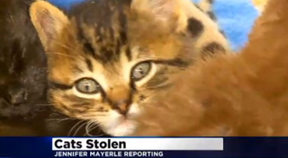 Illustration for article titled The Most Beautiful Modern Art: News Chyrons Featuring Cats